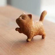 catcute