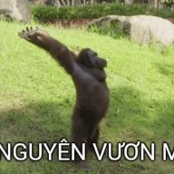chinhhvt