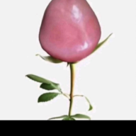 Bbopumok
