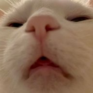 AdamVT