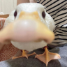 vnxpr
