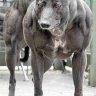 ruataido3x