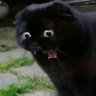shinjjinohope