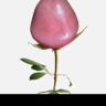 Bbopumok