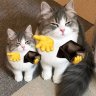 BạchMeowMeow