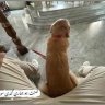 vhphung97